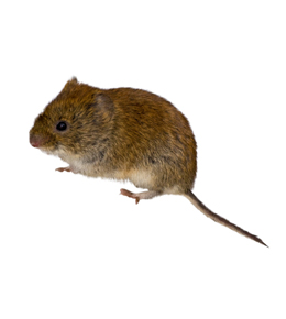 vole-picture-for-identification